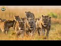 Deadliest Wildlife Showdowns | Brutal Predator vs Prey | Nature Wildlife Documentary