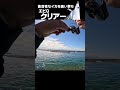 高活性なイカを狙い撃ち!エビQ「クリアー」