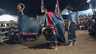 Live Bantengan LEMBU SOBO dan 3 grup ‼️ Lokasi Jaruman - Wajak ❗