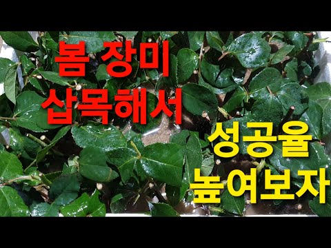 비디오: 봄 장미 관리 : 개봉, 가지 치기 및 수유시기