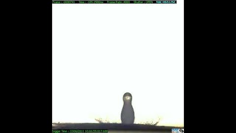 Drop impact on hydrophobic particles