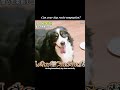Can your dog resist temptation?#kdrama #drama #shortvideo