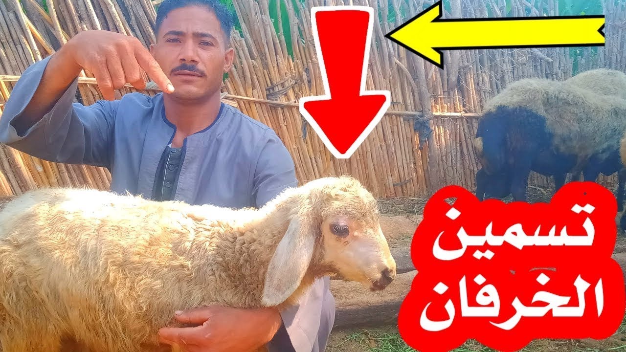 لو عايز تعمل مشروع تسمين الخرفان وتكسب دهــب يبقي الفديو دا من نصيبك مع المربي عمرو  بس تسمعه للاخر
