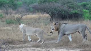 Lions mating in Phinda Private Reserve in South Africa
