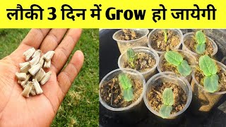 लौकी 4 दिन अंकुरित होगी | How To Grow Bottle Gourd Fast || Home garden