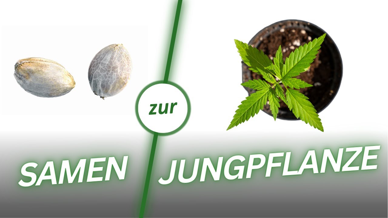 Cannabis Anbau ist KEIN Hexenwerk - Mein erster Grow (mit Bildern)