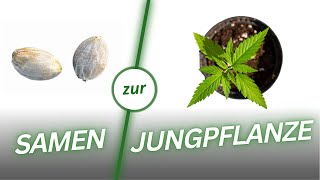 So startest du erfolgreich in deinen ersten Home Grow