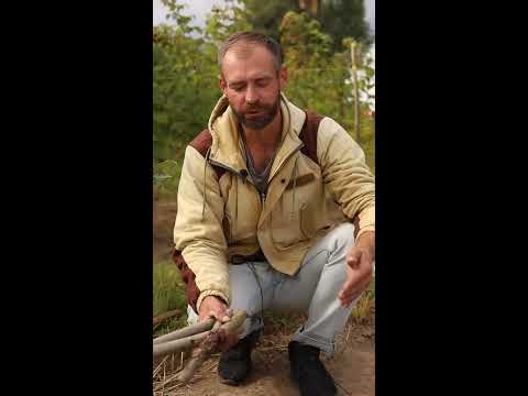 Как заставить малину плодоносить. Правильная посадка саженца - YouTube