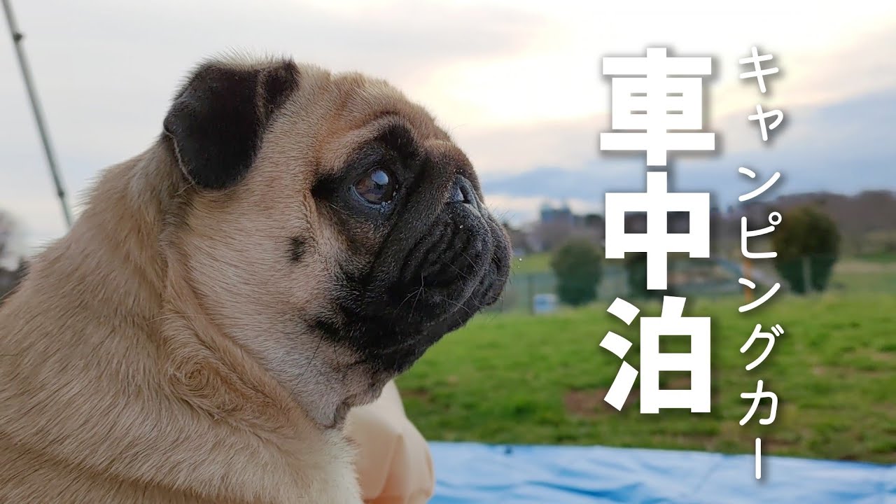 全民槍戰生化地圖 躲點 Bug點 共有40個躲點地圖有生化沙漠生化神廟歐洲小鎮封鎖地鐵的youtube视频效果分析报告 Noxinfluencer