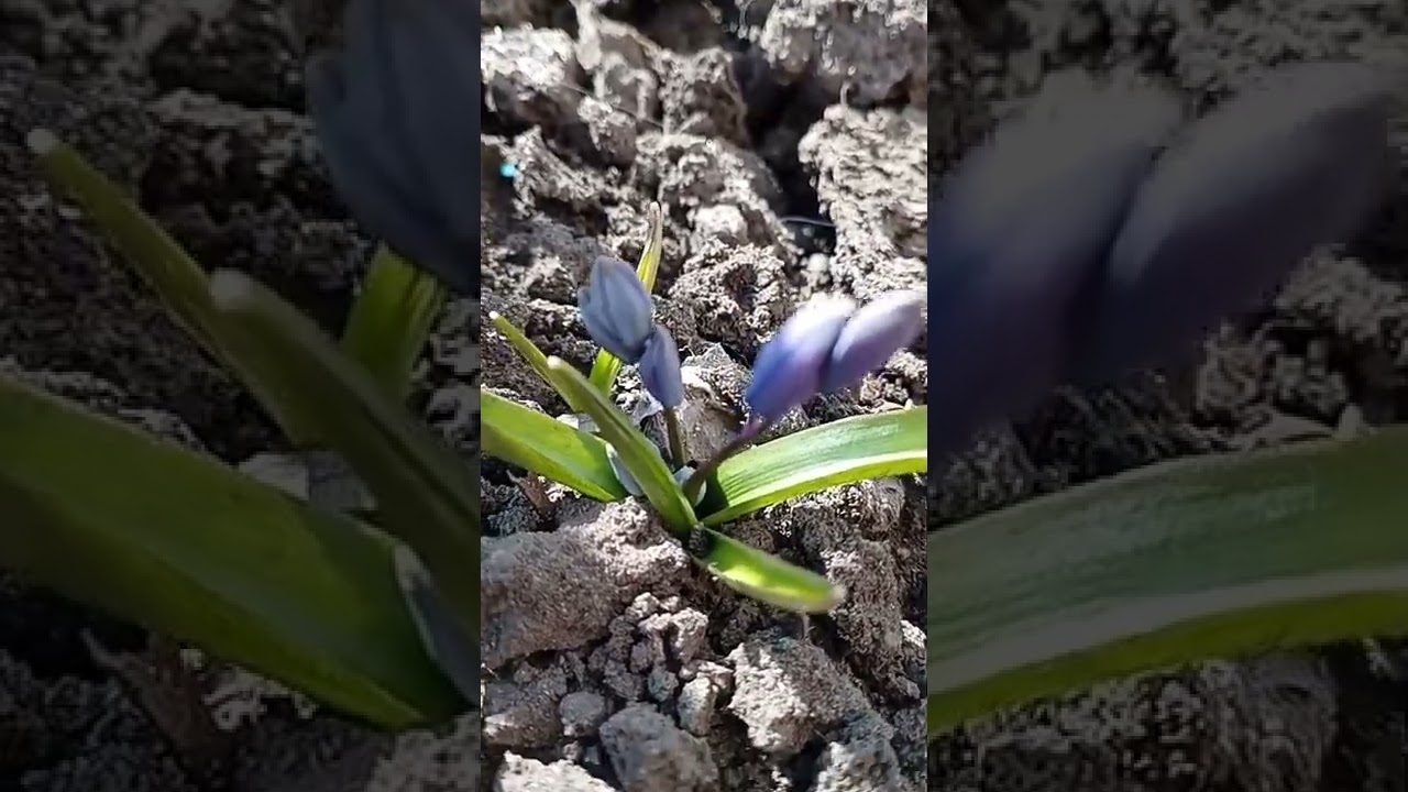 Украина. Подснежники. 24.03.22. Стоп войне!  Ukraine. Snowdrops. 03/24/22. Stop war!