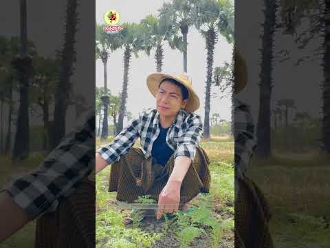 နွယ်ညို Nwe Nyo - #တေးဆို - မနော Manaw / #တေရေး - ကိုအေး{ပခုက္ကူ}