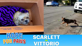 Two homeless dogs - one was hit by a car, the other one got lucky!