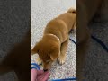 Shiba Inu puppy working on down command!