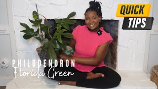 Everything You Need to Know About the Philodendron Florida Green | Quick Plant Tips & Tricks
