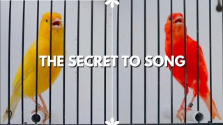 How To Get A Canary To Sing Proven Methods That Actually Work