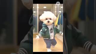 Dog Dance Video Dog