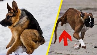 TOP Perros Con Capacidades Extraordinarias