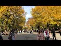 NYC LIVE Walking Central Park during Peak Fall Foliage (October 24, 2020)