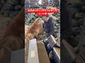 仕事がくじけそうになったミント君🍵#shorts #puppy #goldenretriever #ゴールデンレトリバー #大型犬 #癒し #愛犬 #ミント君