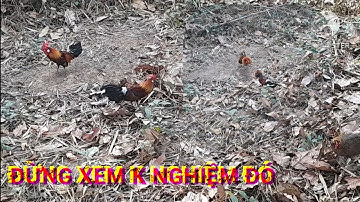 bẩy gà rừng mới nhất 15/2/2024  ..wild chicken trap..ต่อไก่ป่า