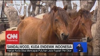 Sandalwood, Kuda Endemik Indoensia