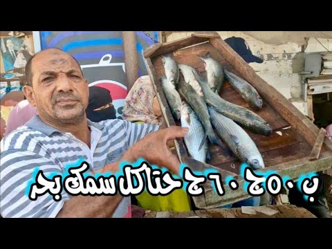 إسكندرية اليوم من ارخص بلد للسمك في مصر مزادات المعدية
