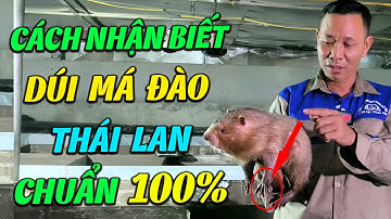Người Nuôi Dúi Lâu Năm Nhất Chia Sẻ Cách Phân Biệt Dúi Má Đào Thái Lan với Má Đào Lào