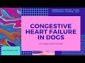 Veterinarian Explains: Congestive Heart Failure In Dogs| Left-Sided Heart Failure| Jose Feneque, DVM