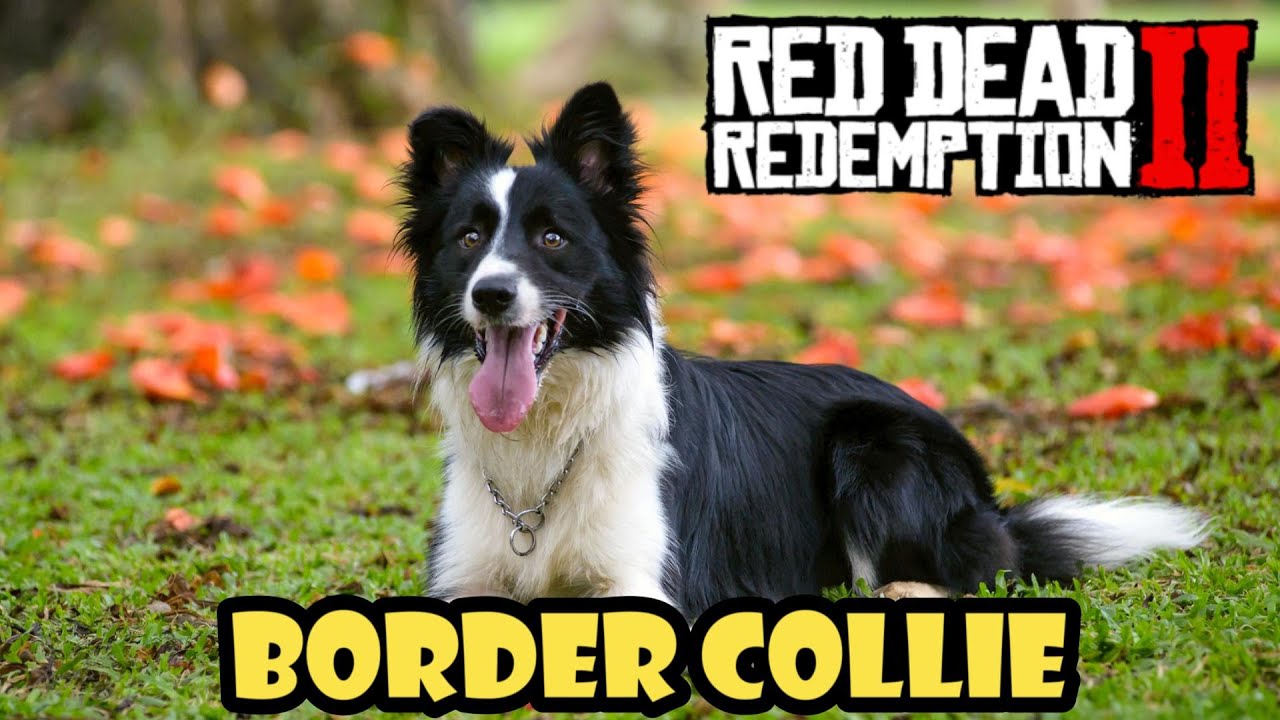 Donde encontrar el BORDER COLLIE en Red Dead Redemption 2 ️ - YouTube