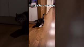 Топ Приколов Из Жизни Кошек😂😂😂/Best Funny Cats Video