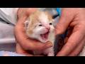 SmudgeBob the tiniest special kitten gets her first vet exam!