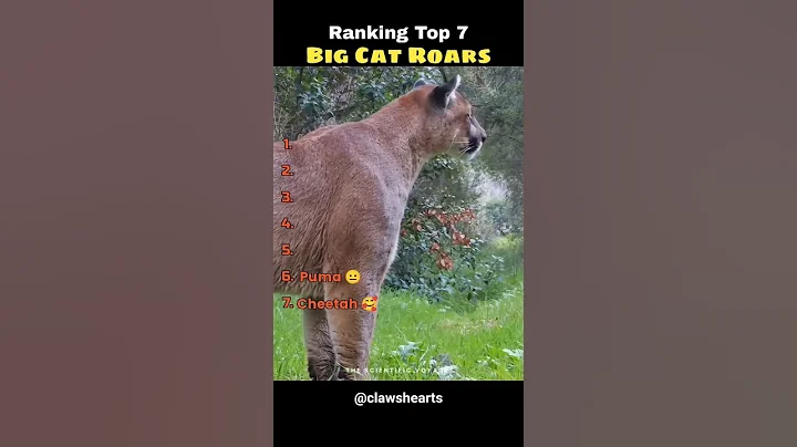 Video 11516801: f1 savannah kitten, big cat