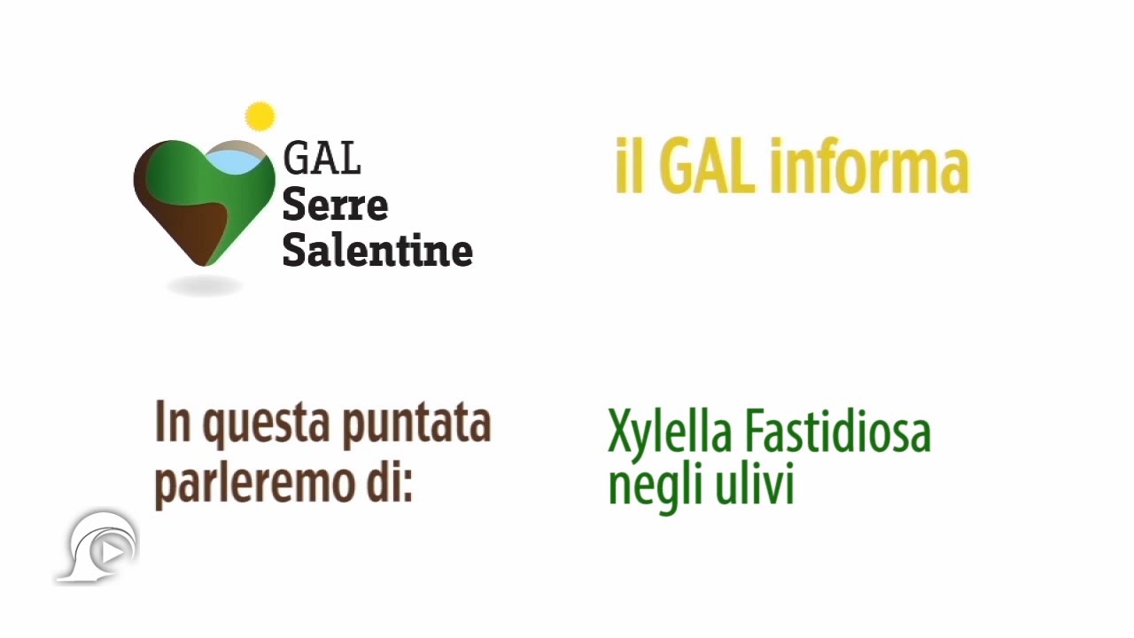 XYLELLA FASTIDIOSA NEGLI ULIVI | GAL Serre Salentine | InOnda WebTv