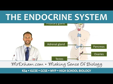 The Endocrine System - Gcse Biology