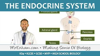 The Endocrine System - GCSE Biology (9-1)
