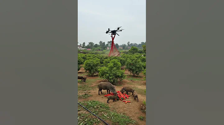 Drones capture wild boars that destroy crops#villagelife#smartfarming #rurallife #farmingtraditions