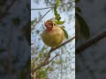 Fresh Village Pomegranates from My Garden #shorts