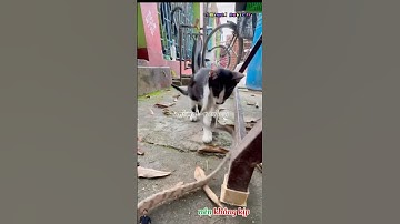 Quá bất cẩn con mèo đã bị con rắn tấn công cắn trúng vào mặt