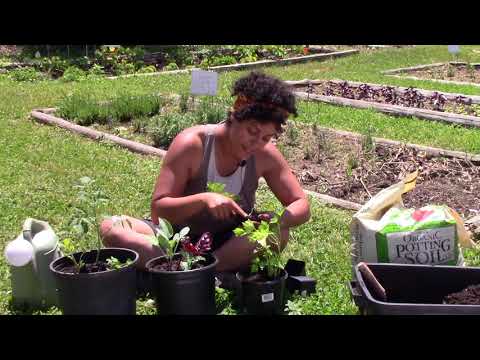 Vídeo: Com trasplantar herba?