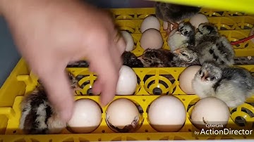 UPDATE WB COV ME NYUAM QAIB WB NCU NAWB