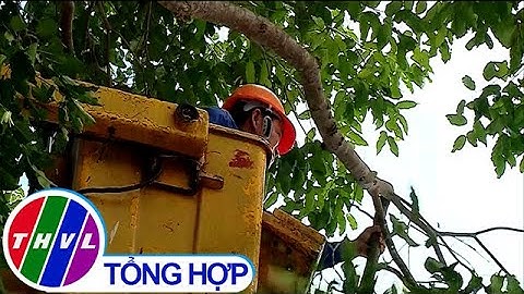 TP Vĩnh Long rong mé cây xanh đảm bảo an toàn mùa mưa bão