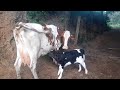 MAIS UMA VACA CRIOU AQUI NO SÍTIO