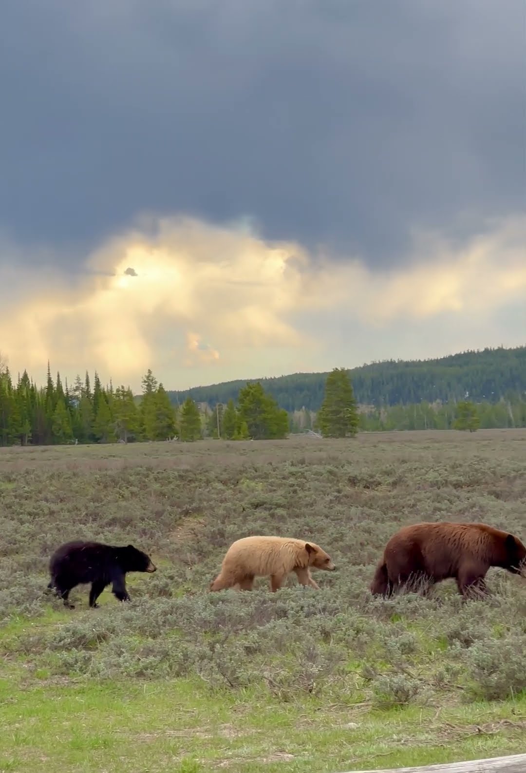 Colorful Array Of Brown Bears In Grand Teton || ViralHog