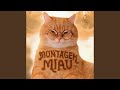 Montagem Miau