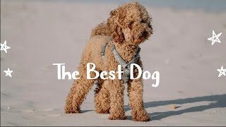 The Best Dog -🐕 - Amy White