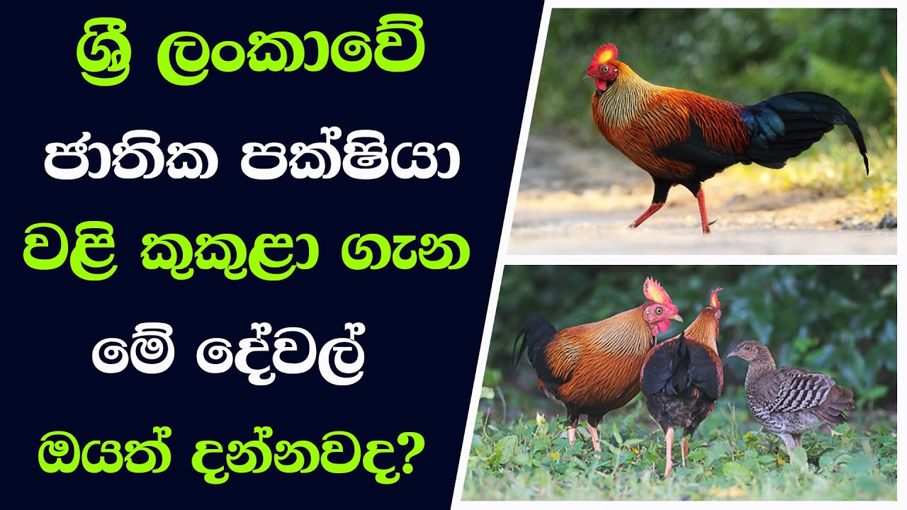 Download ශ්‍රී ලංකාවේ ජාතික පක්ෂියා වළි කුකුළා | National bird of Sri Lanka | Jungle fowl | tv | animals