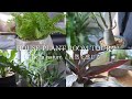 【Plant Tour】SUB)インテリアグリーンに囲まれた生活を大公開｜観葉植物ツアー【vlog】