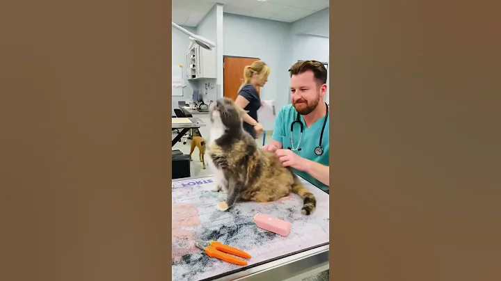 Video 9639421: funny cats cute funniest, cat lovers cute funny