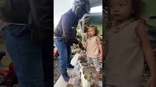 Download Lagu Dada ayah… selamat bekerja… kucing di rumah menunggu MP3