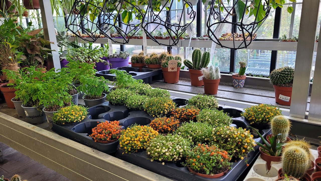 Bahçe Market Sera Gezisi/ Sarıyer Büyükdere 25.12.2024